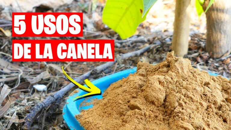 Guía para encontrar tiendas de jardinería en Santa Cruz de Tenerife