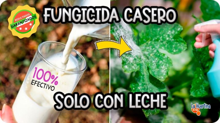 Guía para Comprar Productos de Limpieza Ecológicos en Tabaiba