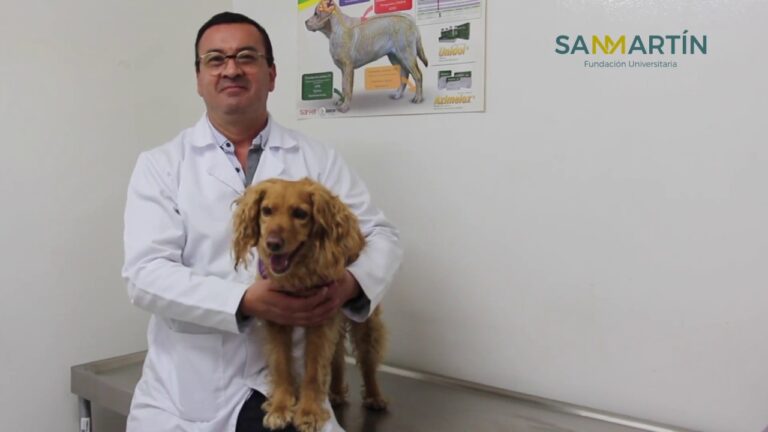 Guía para Comprar Productos de Cuidado de Mascotas en San Andrés