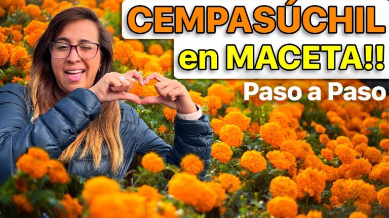 Gu&iacute;a para Comprar Arte Local en Alm&aacute;ciga