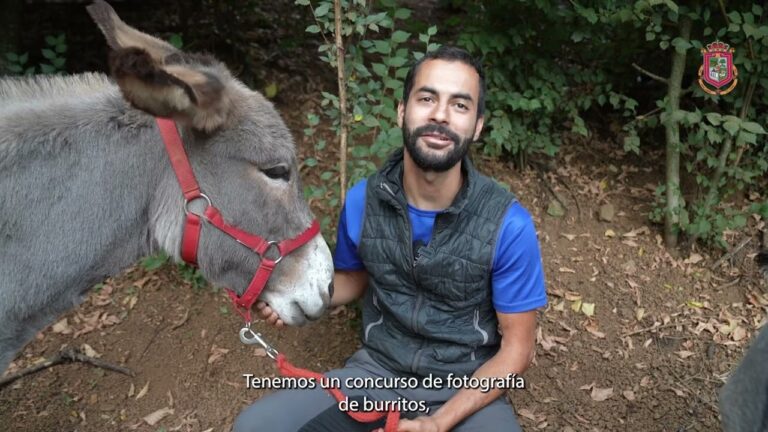Opciones de Ocio Nocturno en Valleseco