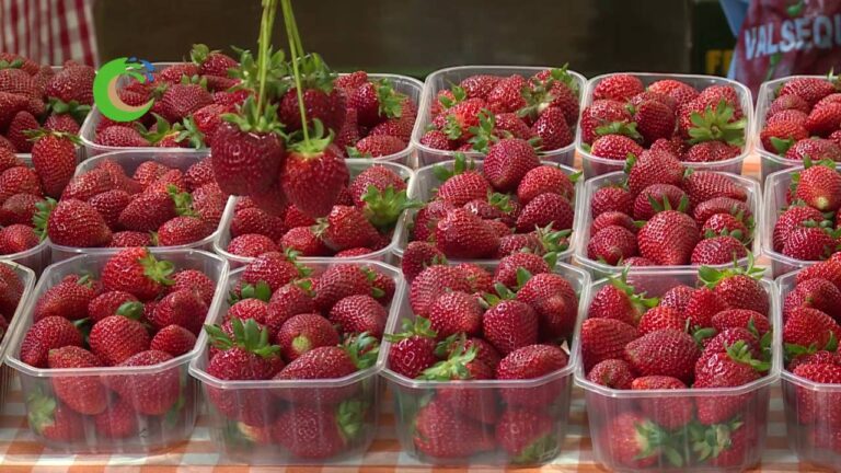 Gu&iacute;a de Compra: Productos para Cultivo Hidrop&oacute;nico en Valleseco