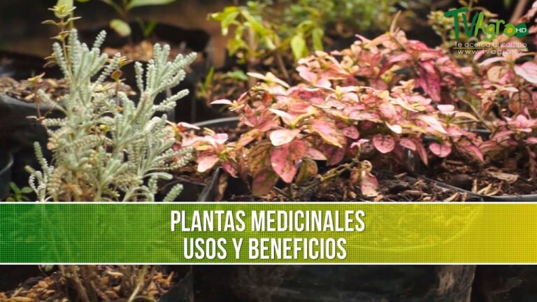 Tiendas de Jardinería en San Andrés que Ofrecen Plantas Medicinales