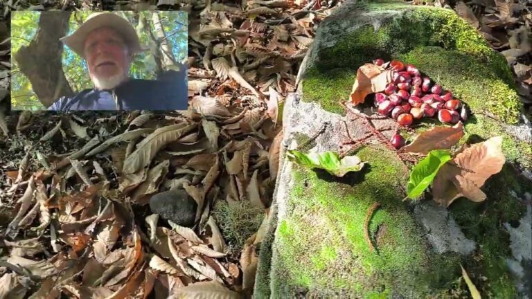 Actividades Imperdibles en Valleseco Durante el Otoño
