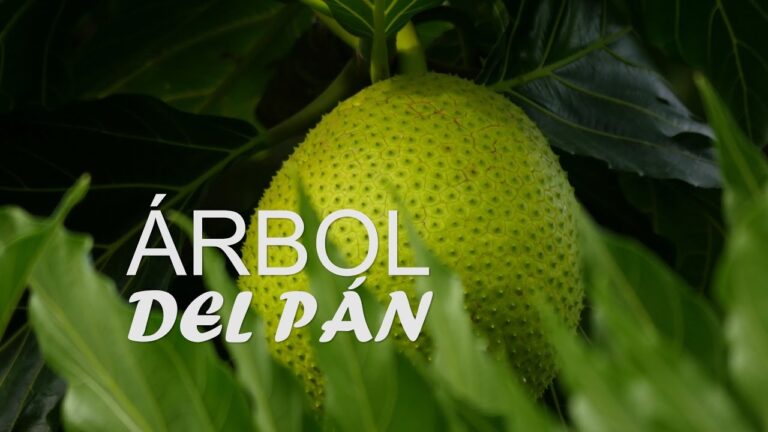 Guía de Compra: Productos de Salud Natural en San Andrés