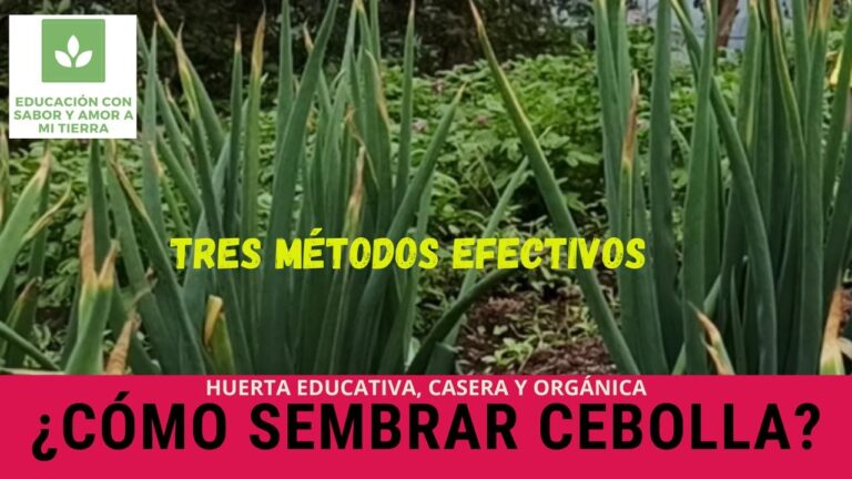 Eventos Destacados al Aire Libre en Alm&aacute;ciga